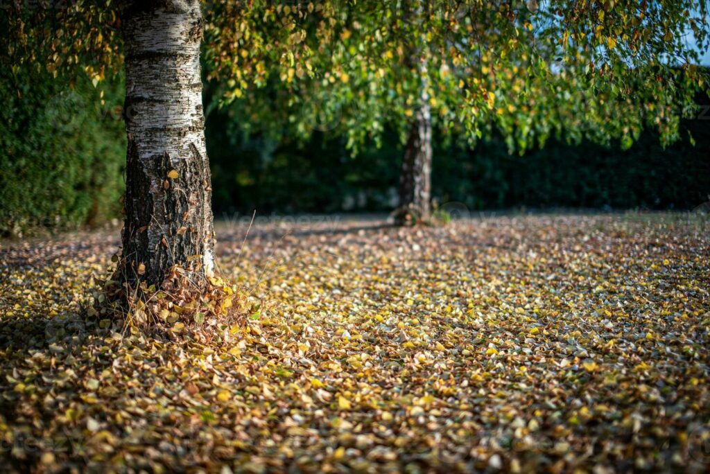 arbol caduco otoño