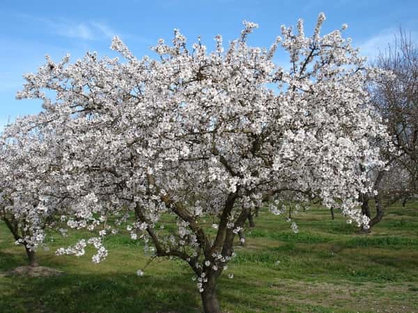 arbol de almendro