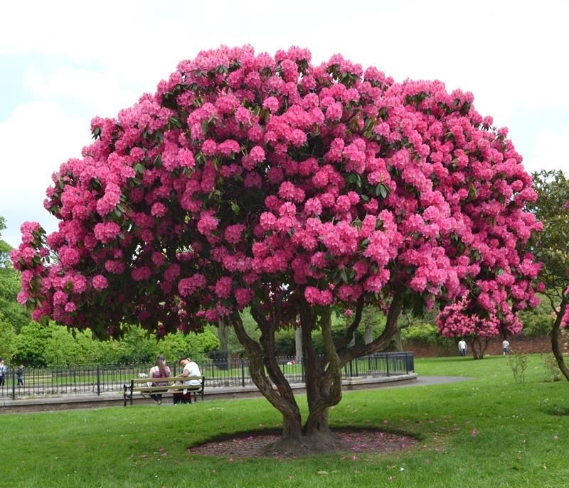 Azalea florales