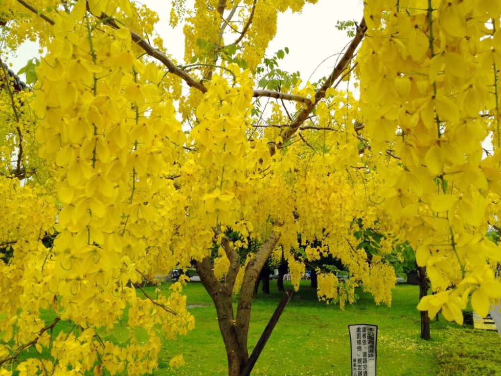 Cassia florales