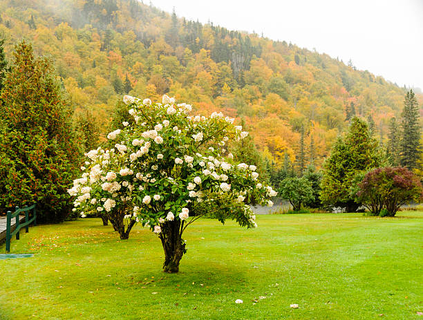 Hortensia florales