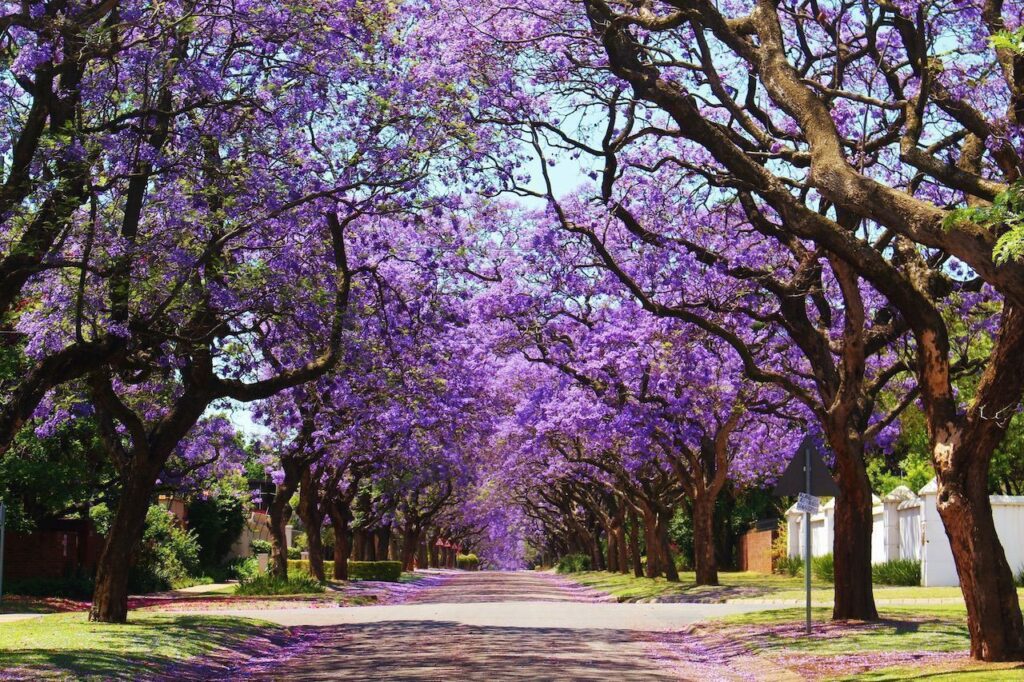 Jacarandá florales