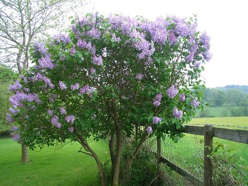Lilas florales