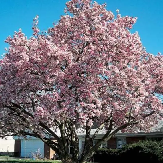 Magnolio florales
