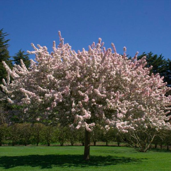 Manzano en Flor florales