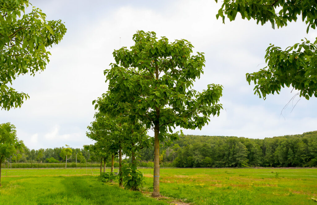 Paulownia