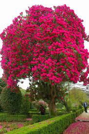 Rododendro florales