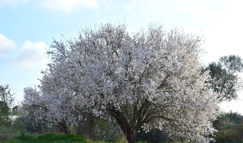 almendro florales
