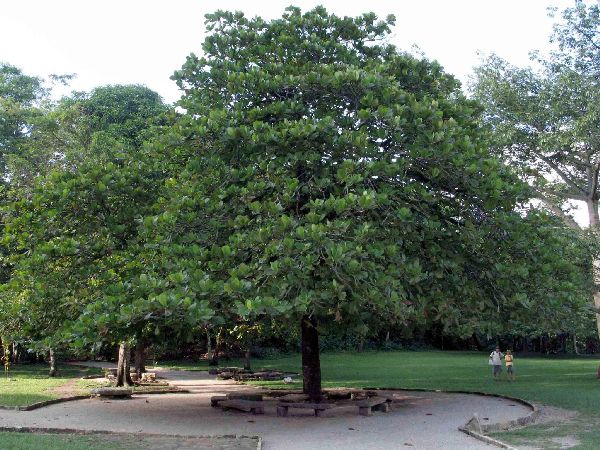 El Almendro, Delicadeza y Nutrición en un Árbol Frutal