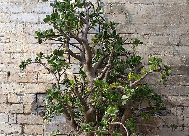 arbol de jade