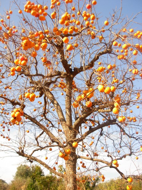 arbol del caqui