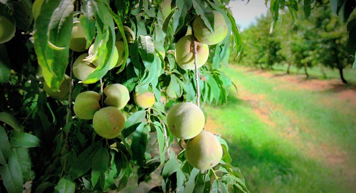 Los Arboles Frutales