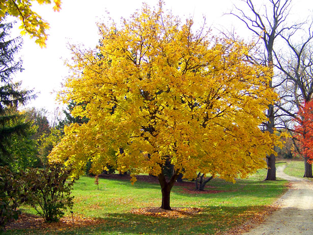 arce amarillo