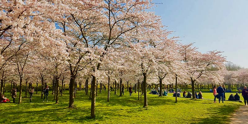 Los arboles florales