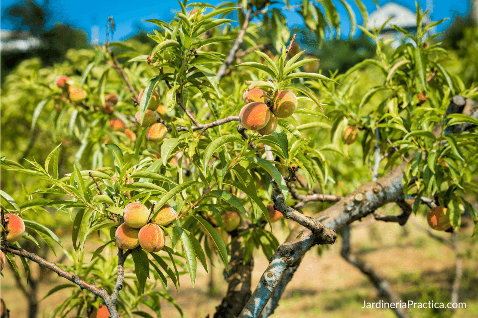 durazno frutales