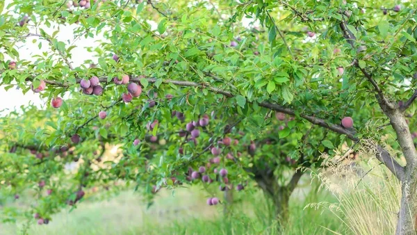 ciruelo arbol frutas