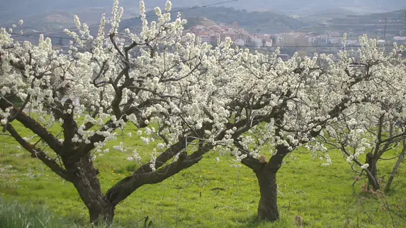 ciruelo en flor