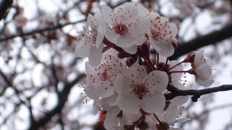 ciruelo flor