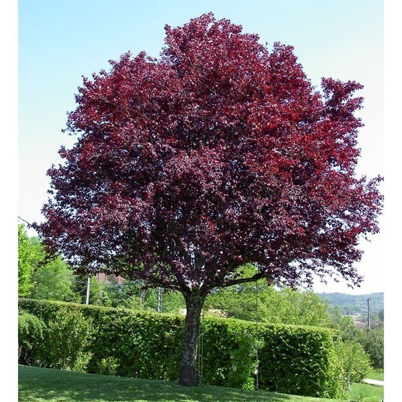 El Ciruelo, Hermosura y Sabor en un solo Árbol